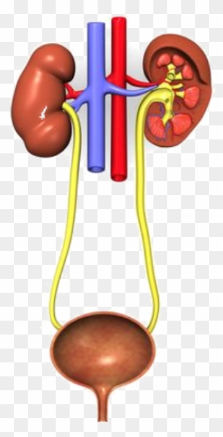 Urinary System Without Names Clipart
