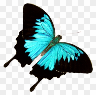 Free Download Butterfly World Â€“ Where 20,000 Exotic Clipart