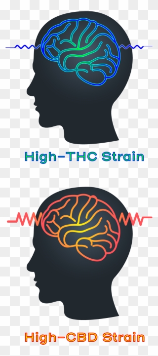 High Thc High Cbd Strain Epilepsy Seizure Clipart