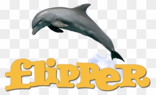 Dolphin Clipart Flipper - Png Download
