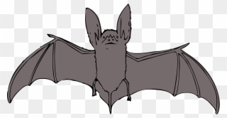 Bat - Bat With Open Wings Clipart