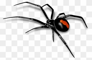 Images For Spiders Clipart - Redback Spider - Png Download
