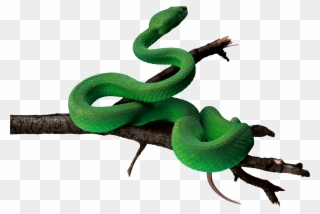 Anaconda Png Pic - Green Snake Transparent Background Clipart