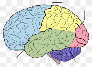 Blank Brain Diagram - Cognitive Science: Questions And Answers Clipart