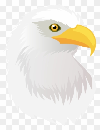 Bald Eagle Head Clipart 6 Free Frog - Eagle - Png Download