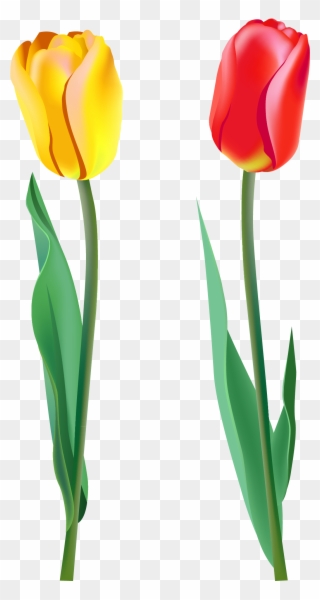 Spring - Tulips Png Clipart