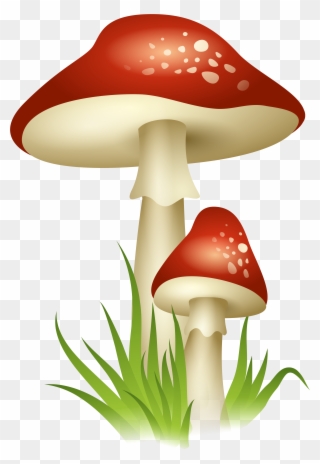 Mushrooms Transparent Png Picture Gallery Yopriceville - Clear Background Mushroom Png Clipart