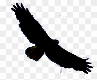 Last Night An Old Friend, A Red-tailed Hawk, Came In Clipart