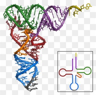Trna-phe Yeast 1ehz Clipart