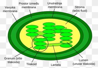 Chloroplasts Diagram - Clipart