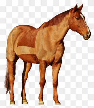 Pluspng - Horse Png - Pluspng - Transparent Horse Png Clipart