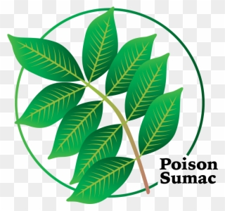 It Is More Toxic Than Poison Ivy Or Poison Oak And Clipart