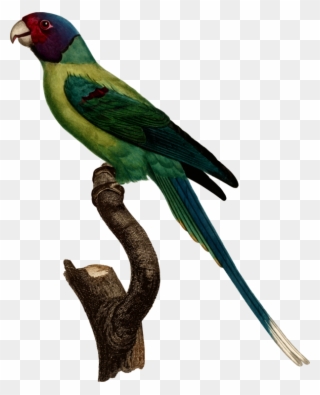 Macaw Parakeet Feather Fauna Beak Clipart
