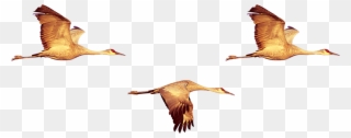 Duck Crane Swan Geese Clipart