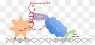 Long Non Coding Rnas Associated With Therapy Response Clipart