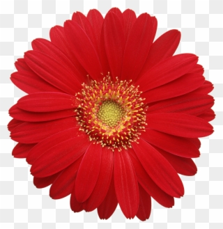 Gerbera Daisy Cliparts - Real Flowers Png Hd Transparent Png