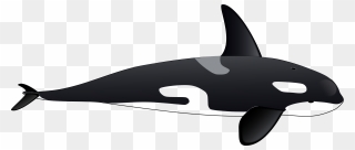 Killer Whale Cetacea Tucuxi Dolphin Iceberg - Orca Clipart - Png Download