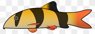 Drawn Fishing Clown Fish - Clown Loach Transparent Background Clipart
