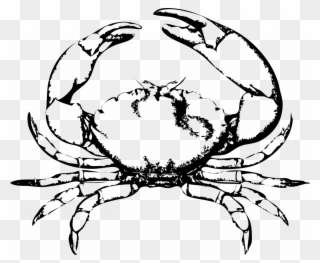 Energy Drawings Of Crabs Blue Crab Drawing Clipart - Crab Clip Arts Black And White - Png Download