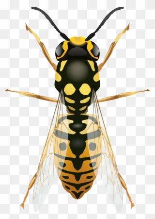 Wasp Png Clip Art - Biene Wespe Hummel Hornisse Transparent Png