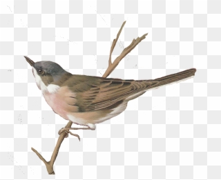 Glenda's World - Nightingale Bird Watercolor Clipart