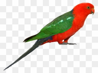 Selected Bird Images - Australian King Parrot Png Clipart