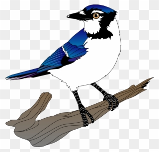 Bird 10 Free Vector - Blue Jay Vector Png Clipart