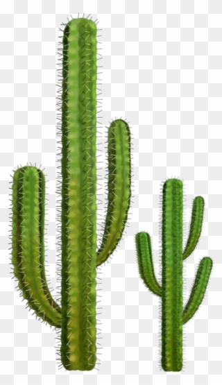 Cactos Png - Cactus Png Clipart