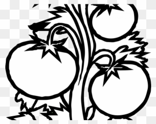 Potted Plants Clipart Black And White - Tomato Plant Black And White - Png Download