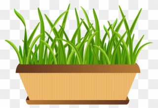 Flowerpot With Grass Transparent Png Clip Art Imageu200b - Flowar Pot Png