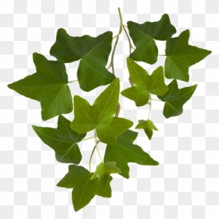 Efeu, Sträuße, Blüten - Ivy Leaves Clipart