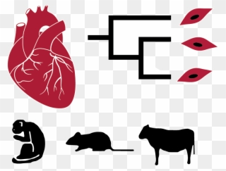 Phenotypic Differences Between Species Are Driven By Clipart