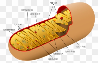 File Animal Mitochondrion Diagram Clipart