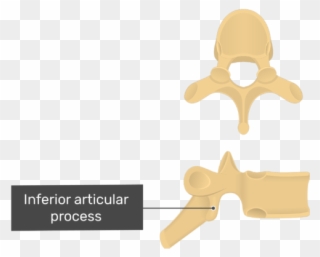 Lateral View Of The Inferior Articular Process Of A Clipart