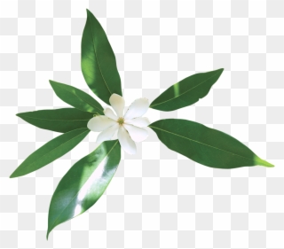 Library Sacred Blossoms Swamp Clipart