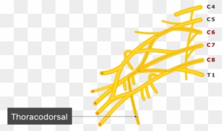 An Image Showing The Thoracodorsal Nerve Coming Out Clipart