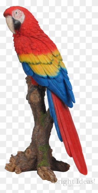 Red Macaw Exotic Bird Vivid Arts Real Life Clipart
