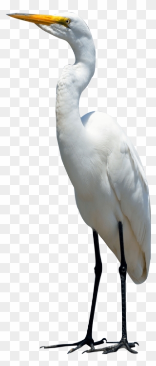 Egret Bird Clipart