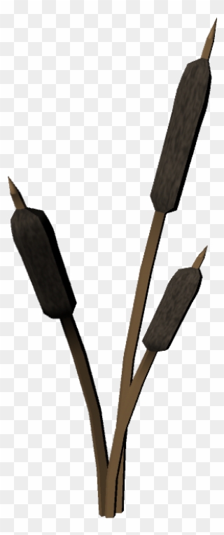 Cattails Plant 01 Wesley S Blog Clipart
