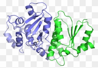 Budding-yeast Shu1 - Shu2 Complex Clipart