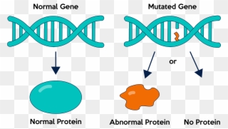 Gene Mutations Are Either Germline Or Somatic Clipart