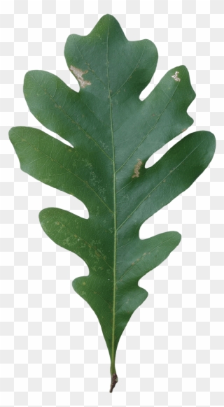 Acorn Leaf Png Clipart