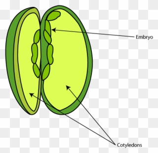 Seed Parts Diagram - Inside A Radish Seed Clipart