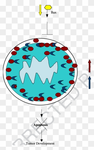 Aberrant Bax, Bcl 2 And Bcl Xl Expression In Oesophageal Clipart