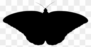 Clip Art Details - Black Moth Png Transparent Png