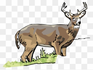 White Tailed Deer Clipart Illinois State - Deer - Png Download