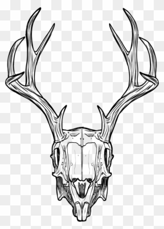 Jackalope Deer Animal Skulls Horn - Rabbit Skull Drawing Clipart