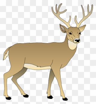 Graphic Free Stock Free Image On Pixabay - White Tailed Deer Clipart - Png Download