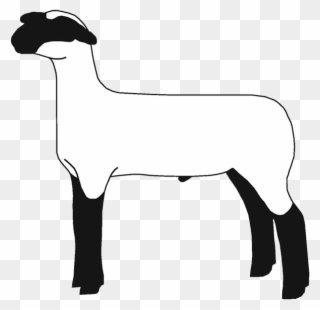 Lamb Clipart Club Lamb - Sheep - Png Download