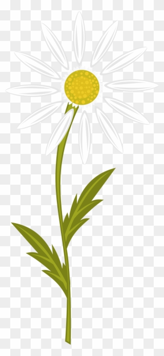 Clipart Transparent Download Clipart Daisy Free On - Camomile Clipart - Png Download
